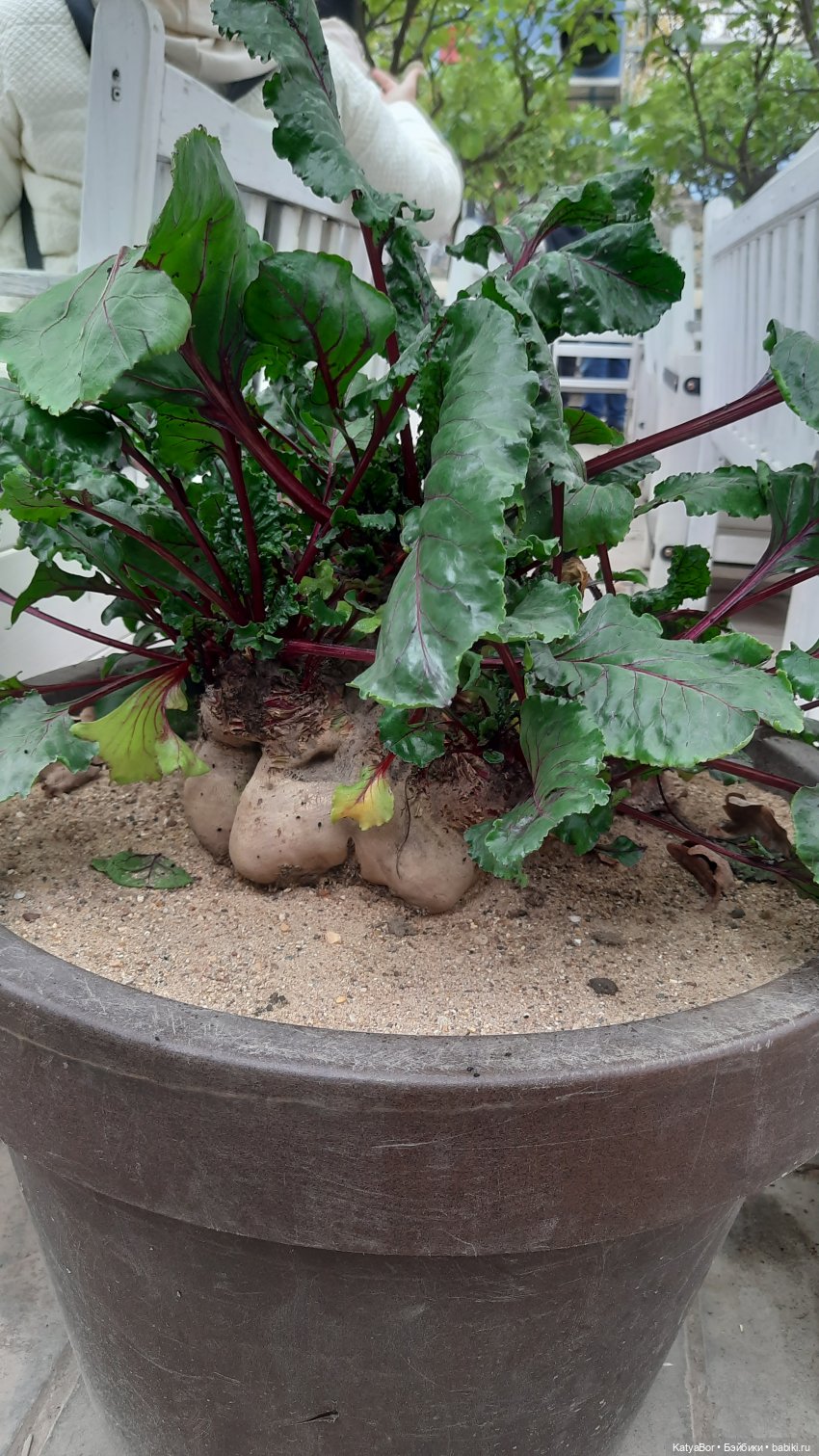 Кати в оранжереях Аптекарского огорода