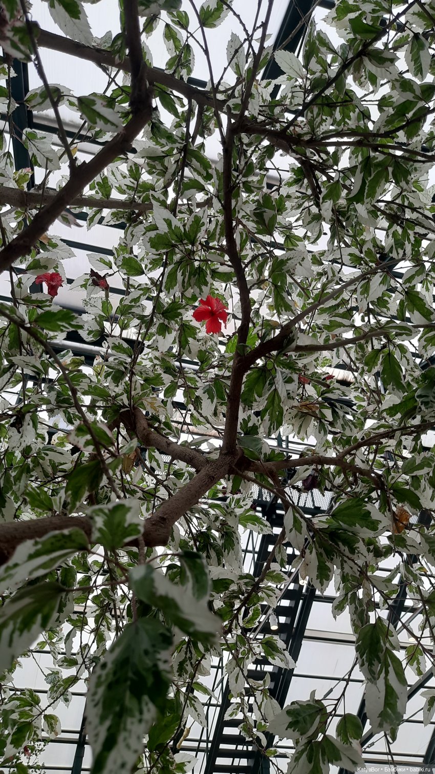 Кати в оранжереях Аптекарского огорода