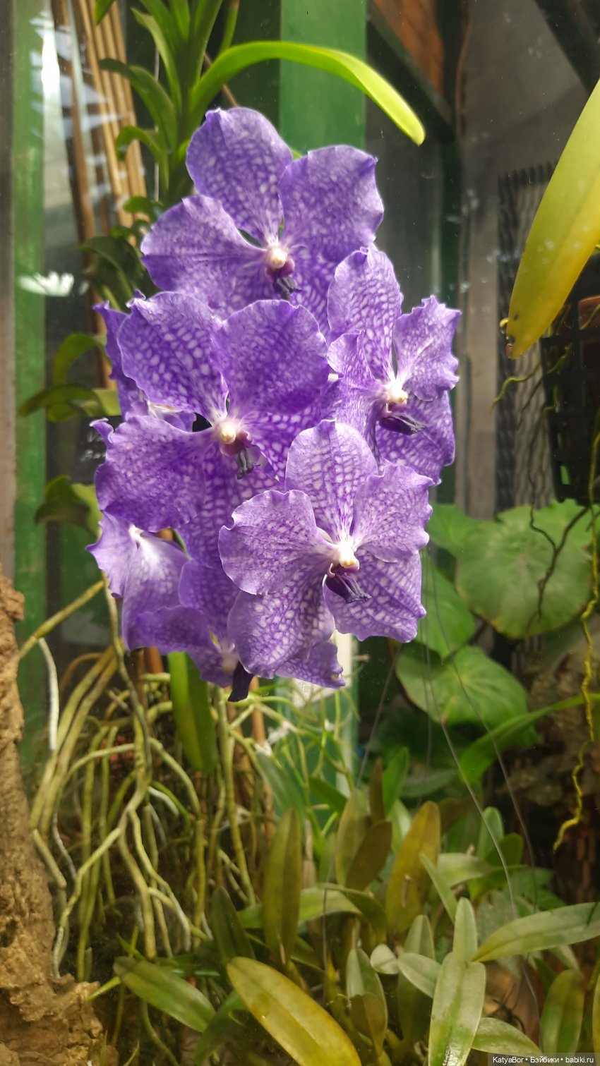 Кати в оранжереях Аптекарского огорода