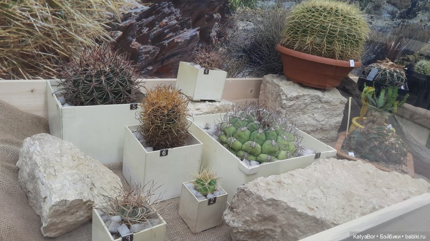 Кати в оранжереях Аптекарского огорода