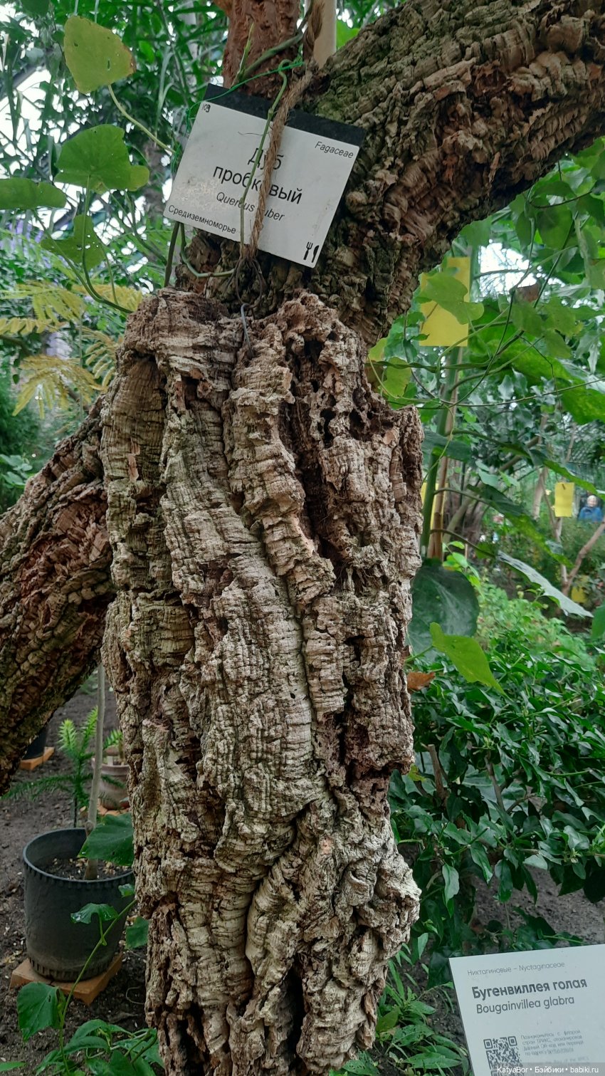 Кати в оранжереях Аптекарского огорода