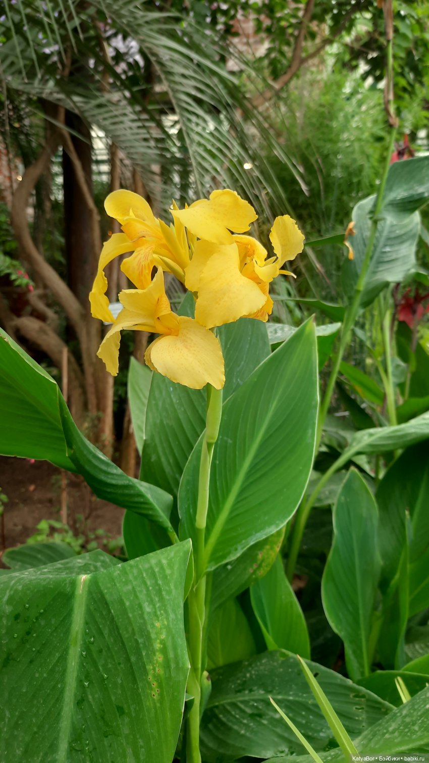 Кати в оранжереях Аптекарского огорода (фото 8)