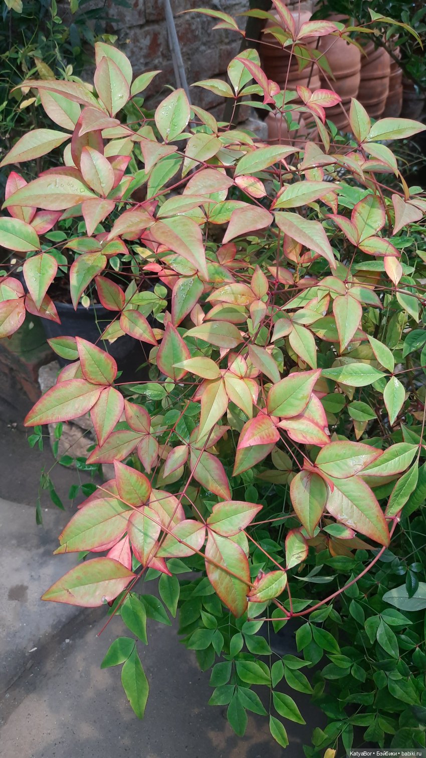 Кати в оранжереях Аптекарского огорода