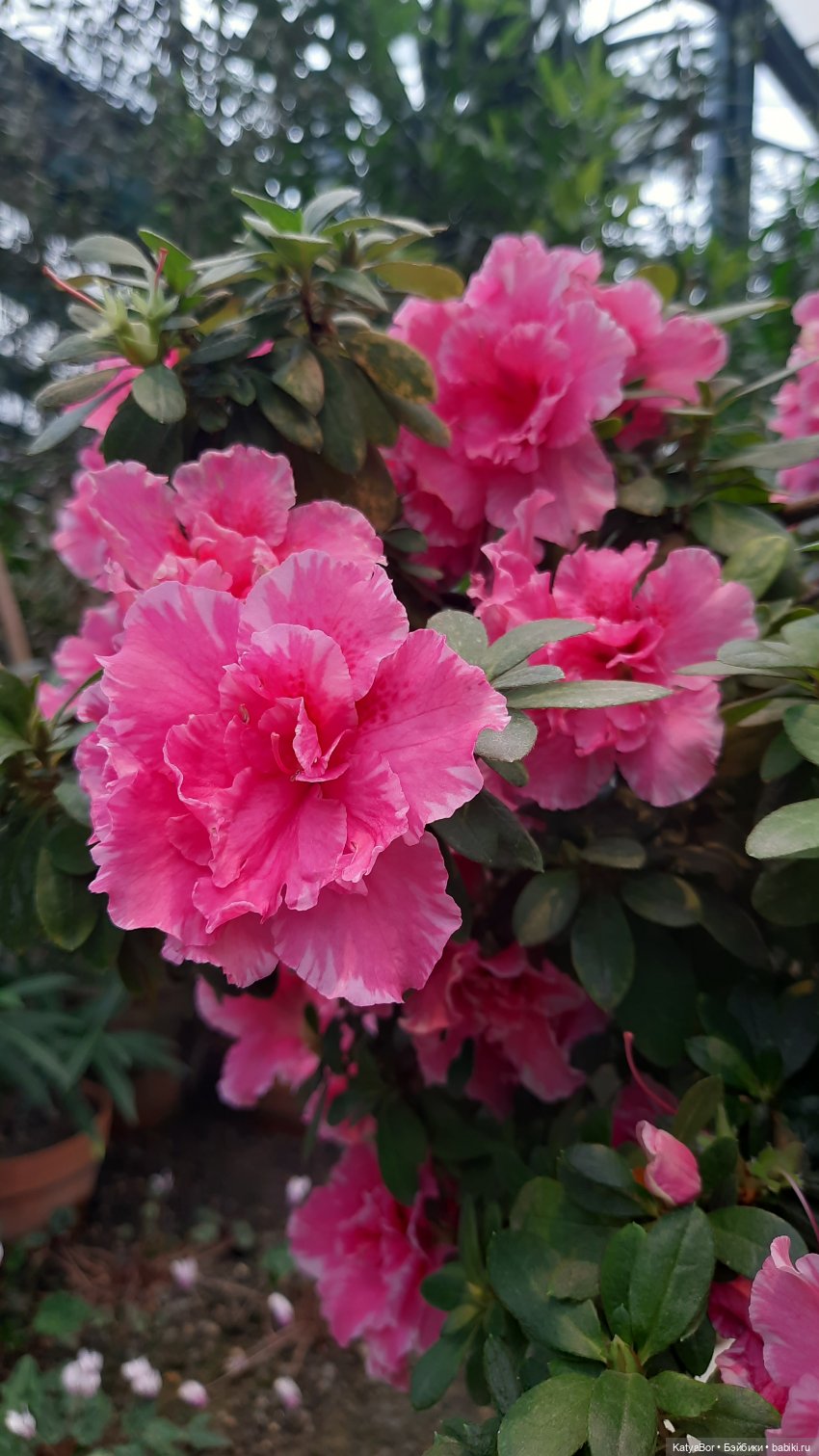 Кати в оранжереях Аптекарского огорода (фото 7)