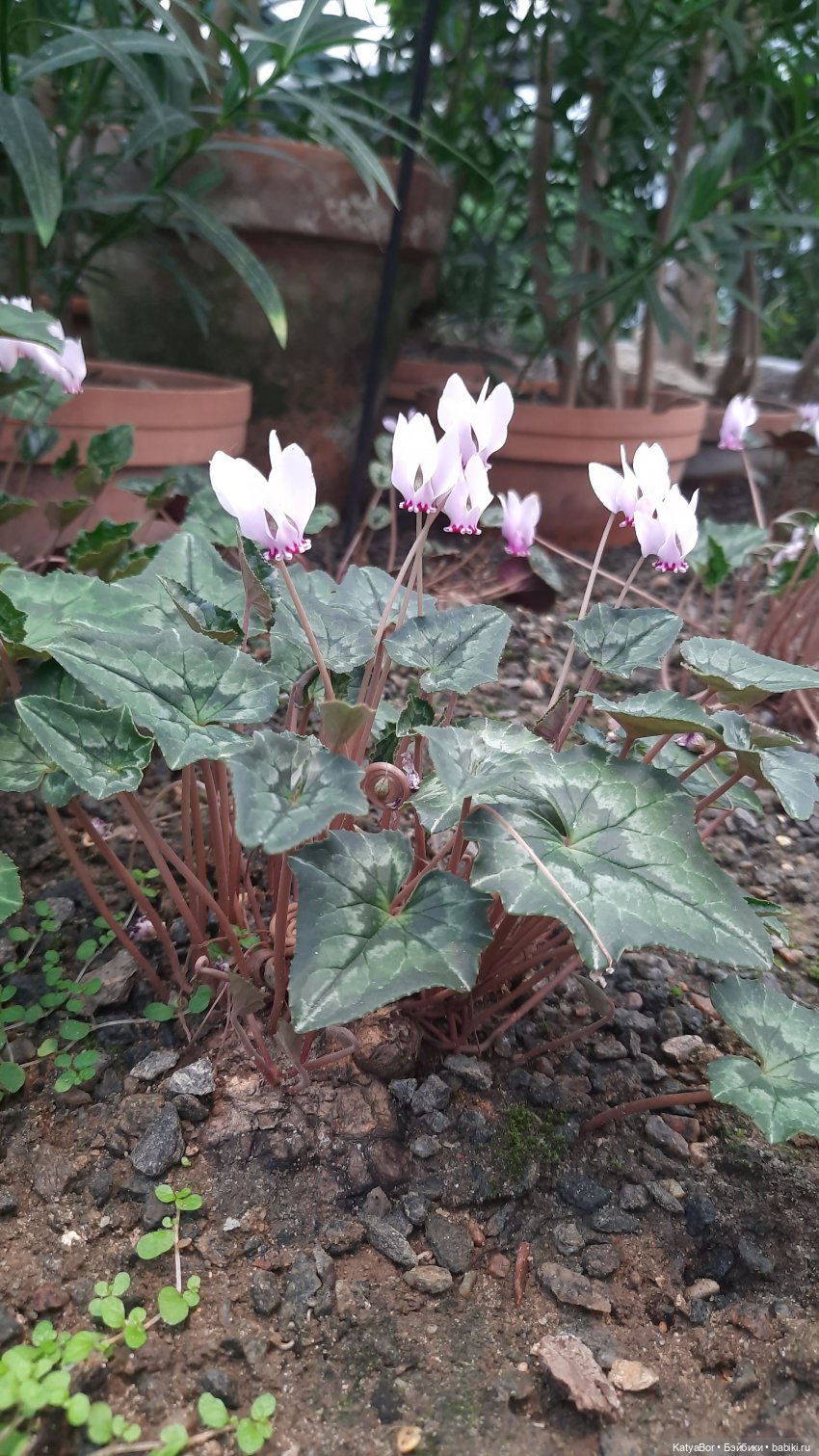 Кати в оранжереях Аптекарского огорода (фото 5)