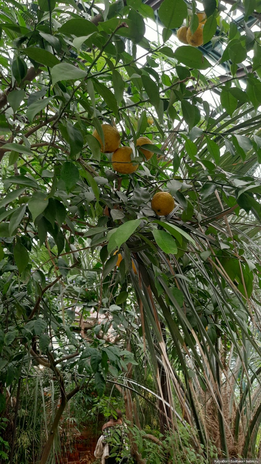 Кати в оранжереях Аптекарского огорода