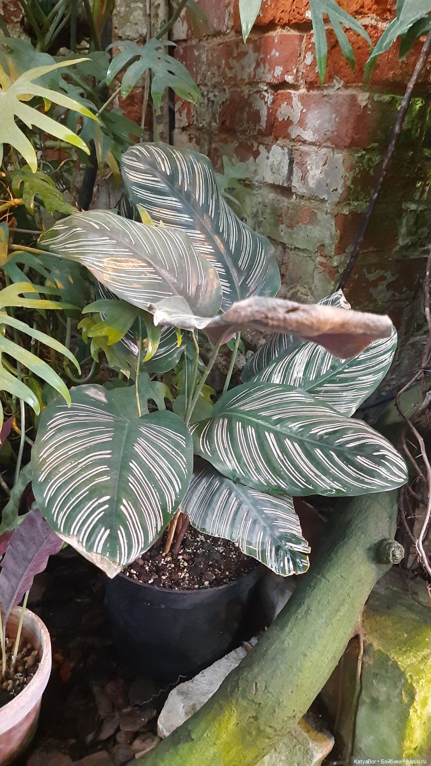 Кати в оранжереях Аптекарского огорода