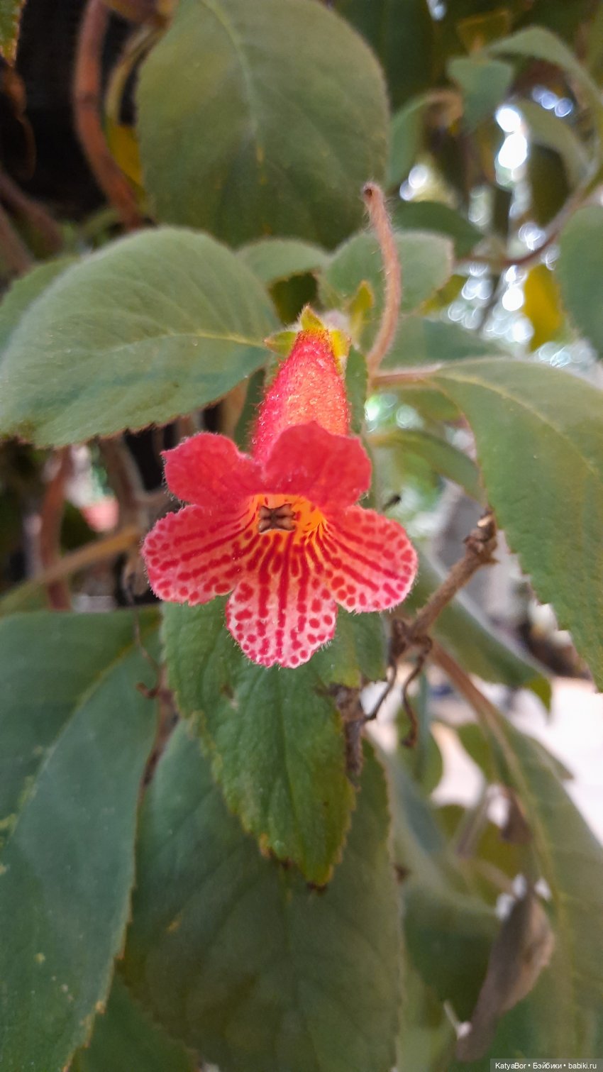 Кати в оранжереях Аптекарского огорода