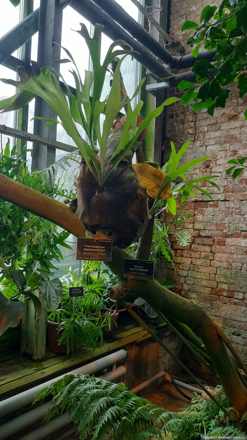 Кати в оранжереях Аптекарского огорода