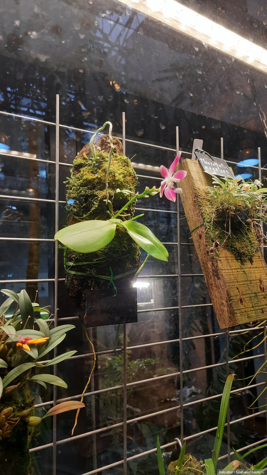 Кати в оранжереях Аптекарского огорода