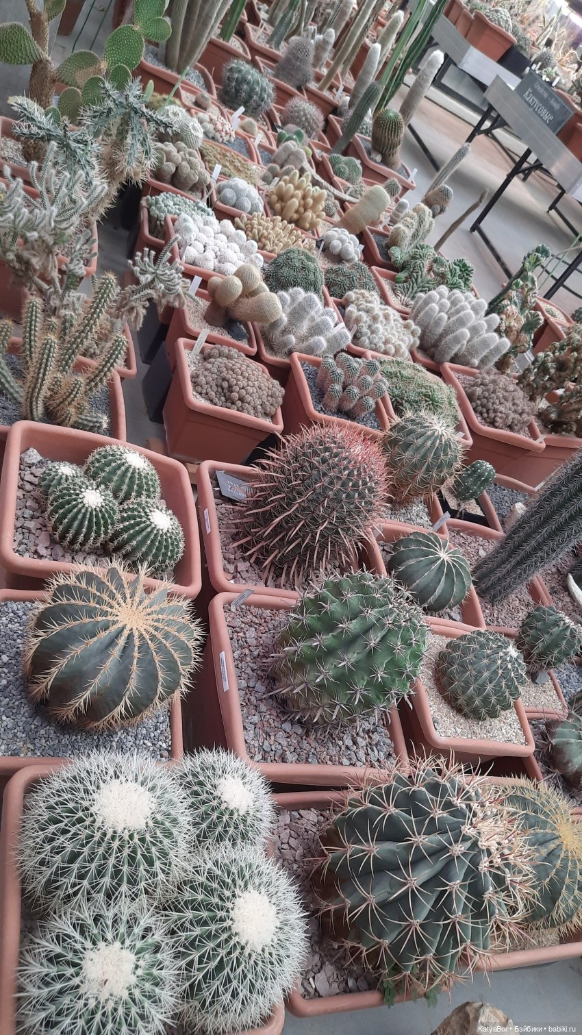 Кати в оранжереях Аптекарского огорода