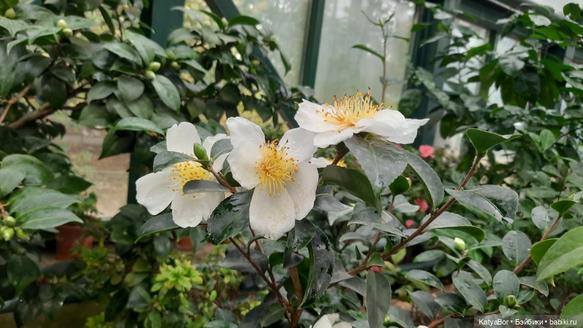 Кати в оранжереях Аптекарского огорода