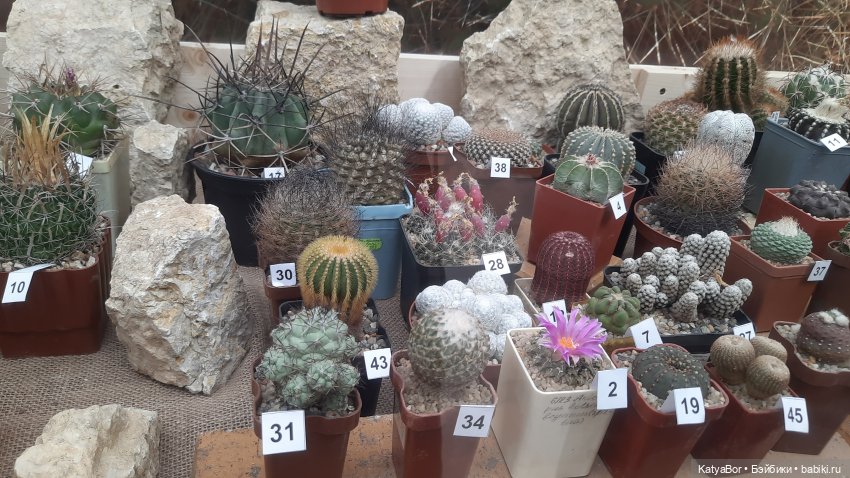 Кати в оранжереях Аптекарского огорода