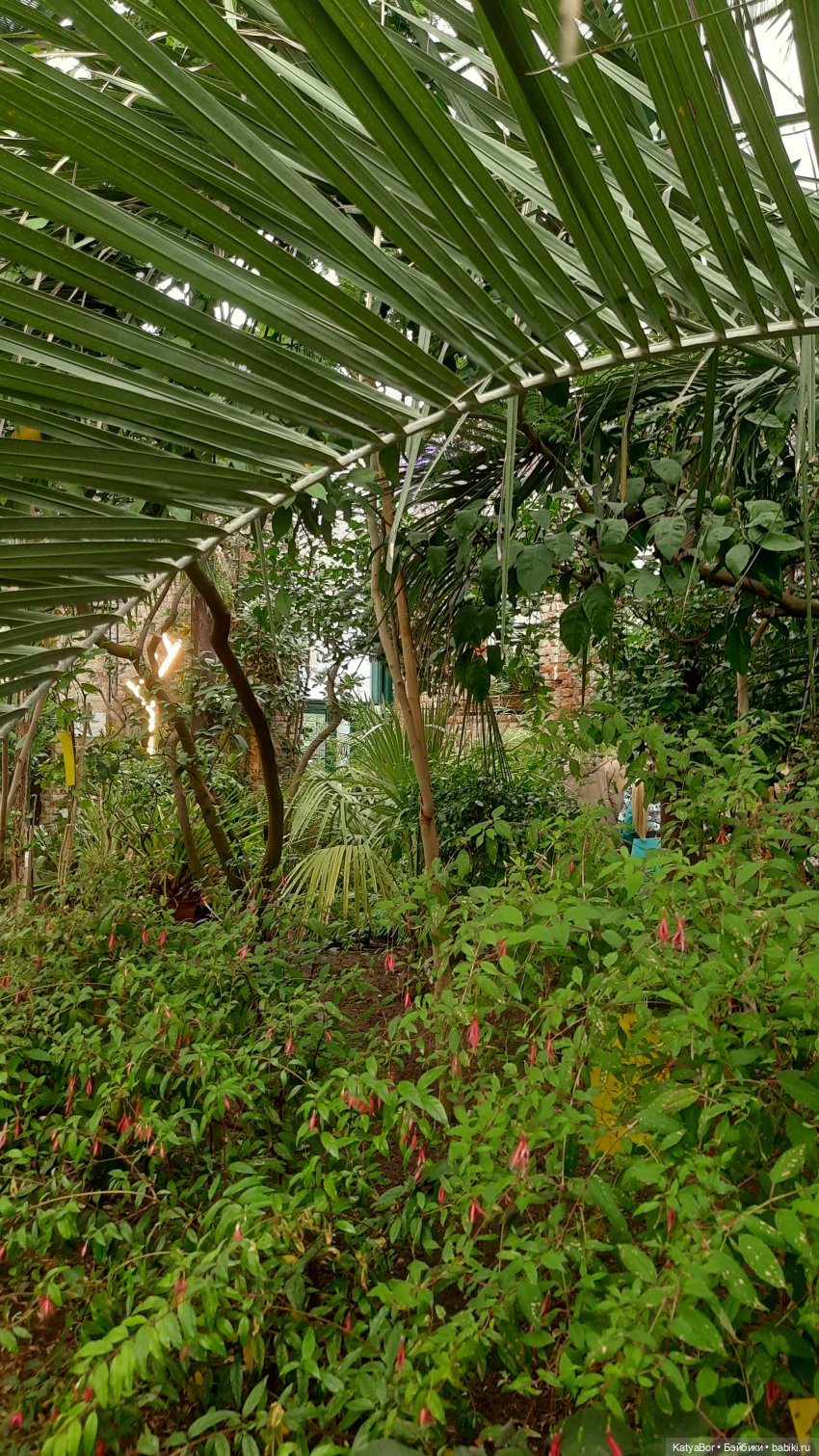 Кати в оранжереях Аптекарского огорода (фото 10)
