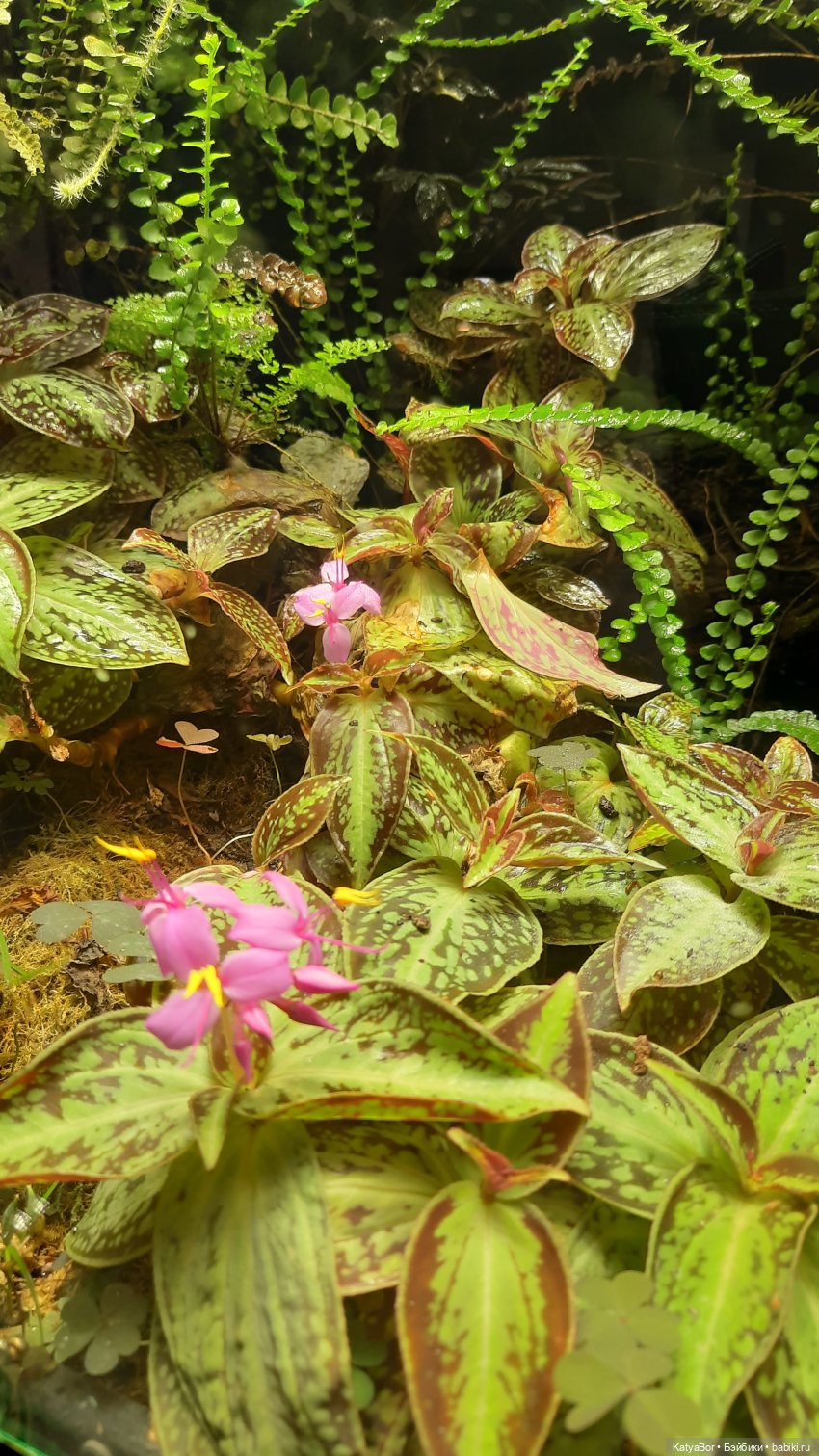 Кати в оранжереях Аптекарского огорода