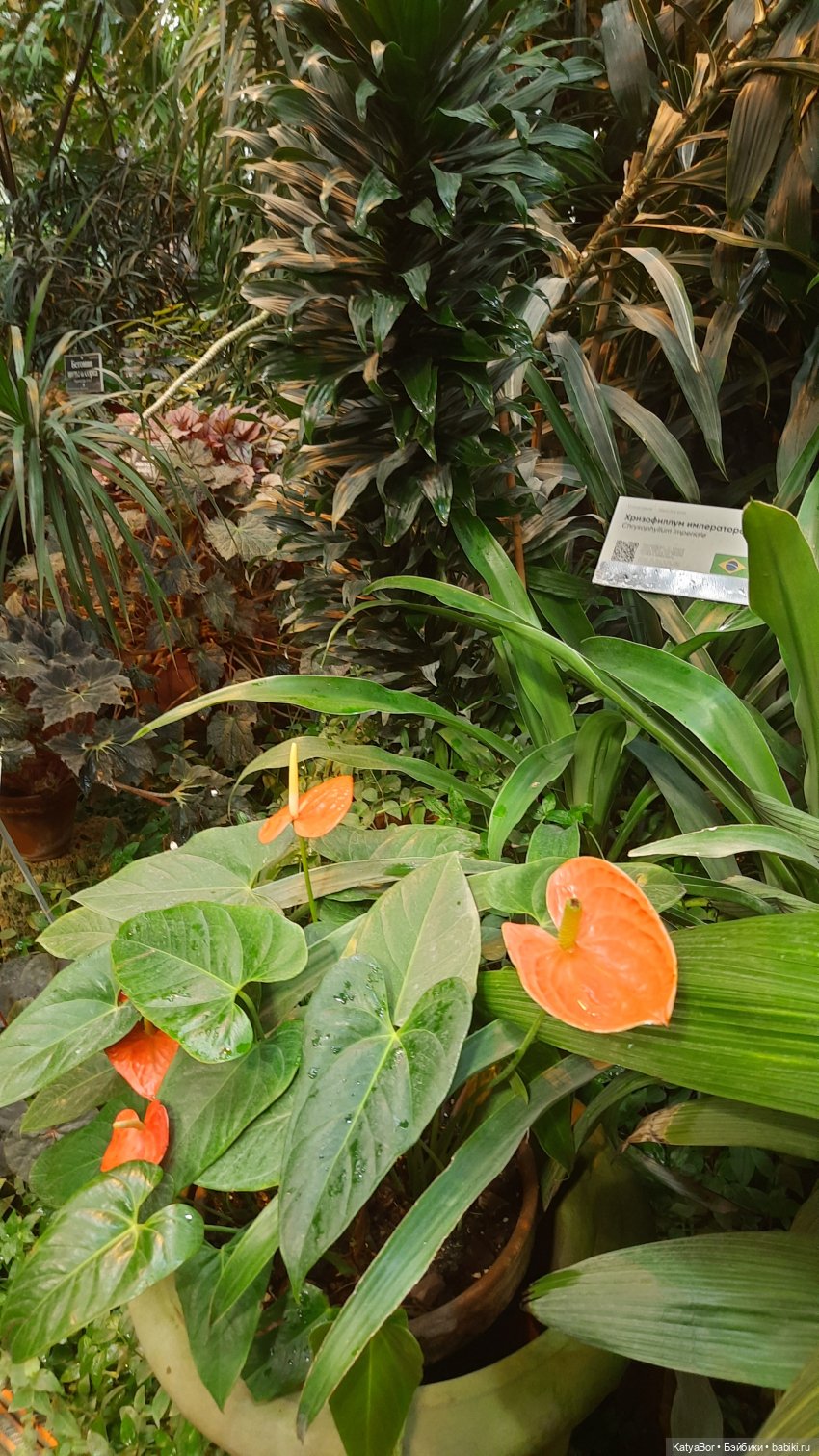 Кати в оранжереях Аптекарского огорода