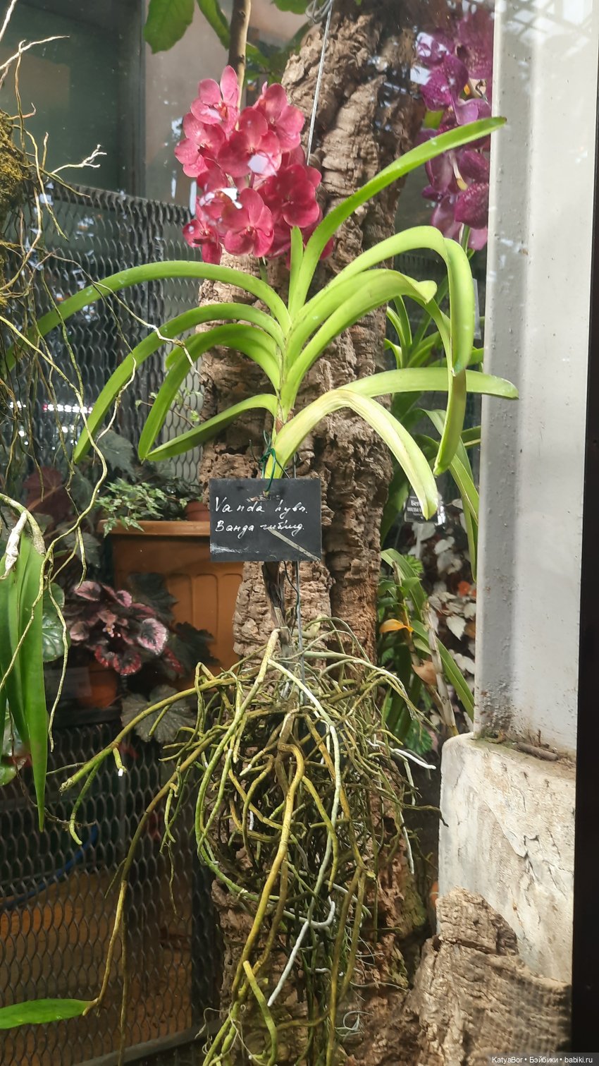 Кати в оранжереях Аптекарского огорода