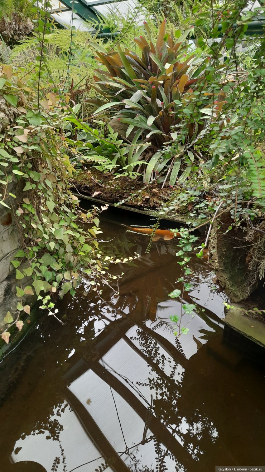 Кати в оранжереях Аптекарского огорода (фото 3)