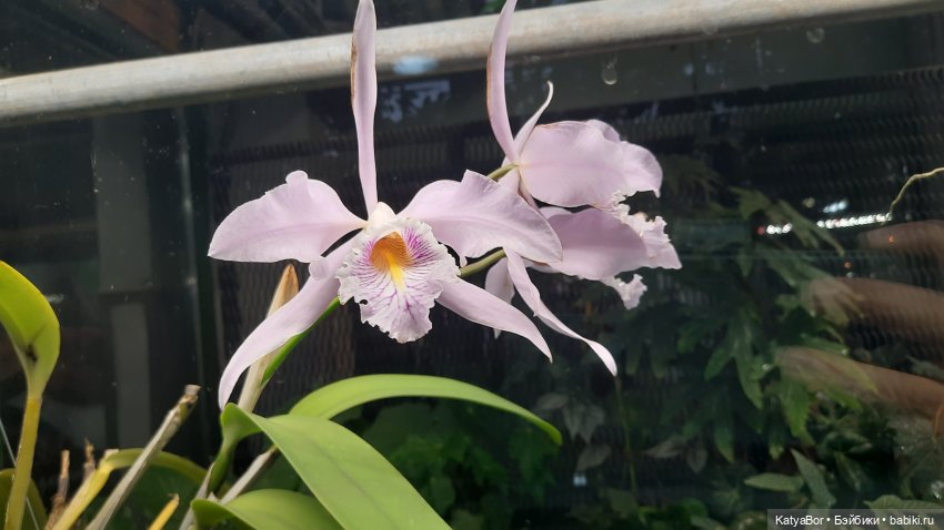 Кати в оранжереях Аптекарского огорода