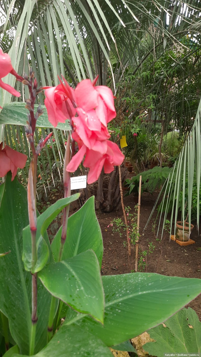 Кати в оранжереях Аптекарского огорода (фото 6)