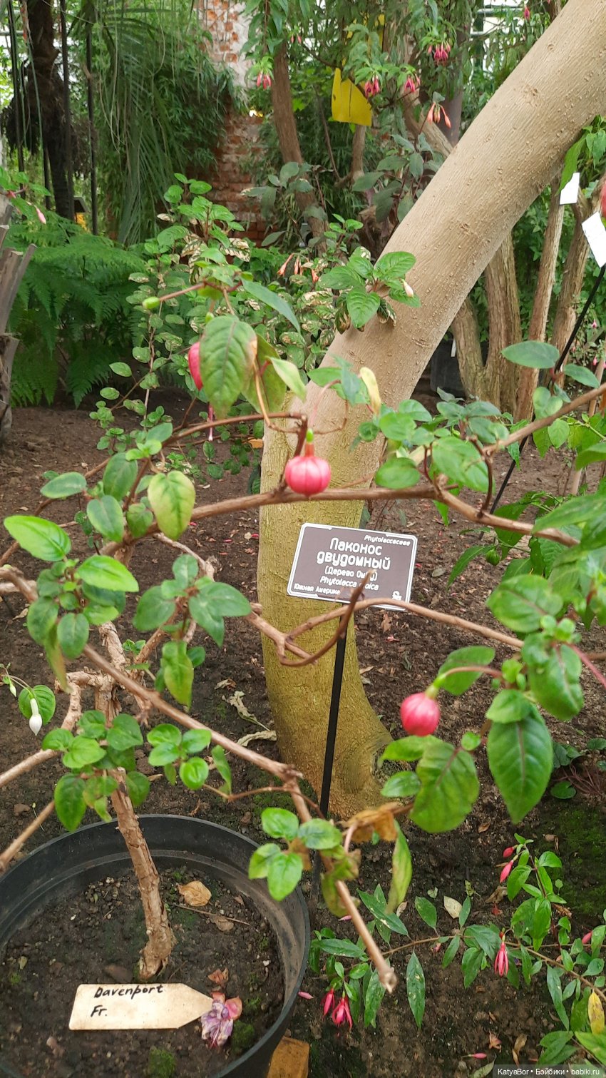 Кати в оранжереях Аптекарского огорода (фото 9)