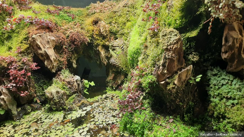 Кати в оранжереях Аптекарского огорода