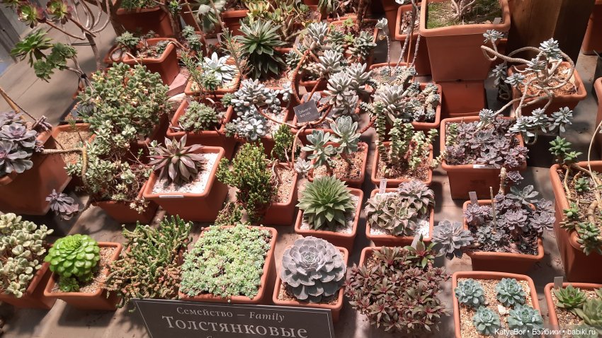 Кати в оранжереях Аптекарского огорода