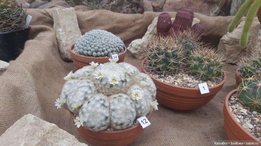 Кати в оранжереях Аптекарского огорода