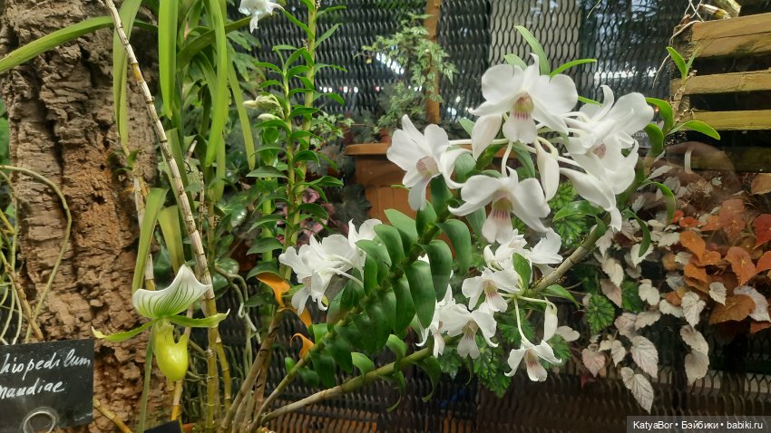 Кати в оранжереях Аптекарского огорода