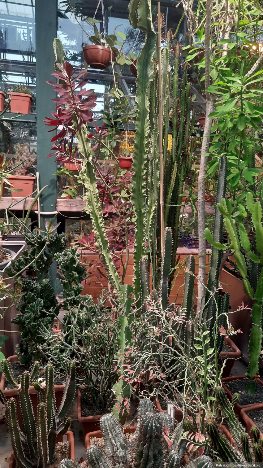 Кати в оранжереях Аптекарского огорода