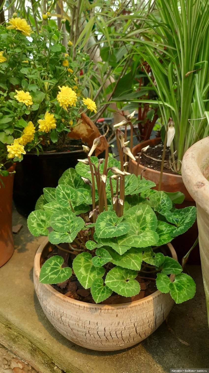 Кати в оранжереях Аптекарского огорода