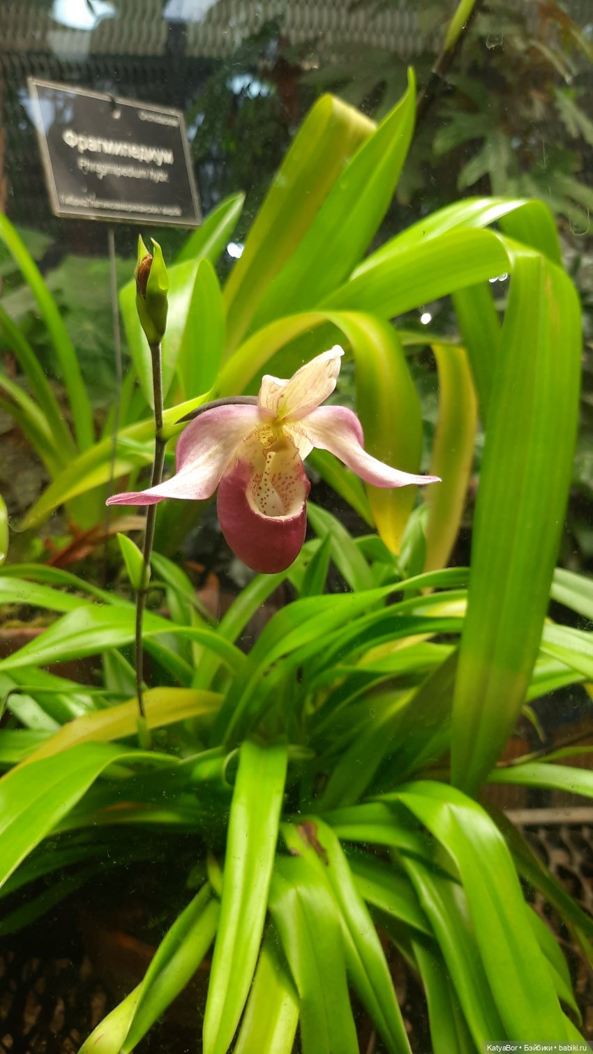 Кати в оранжереях Аптекарского огорода