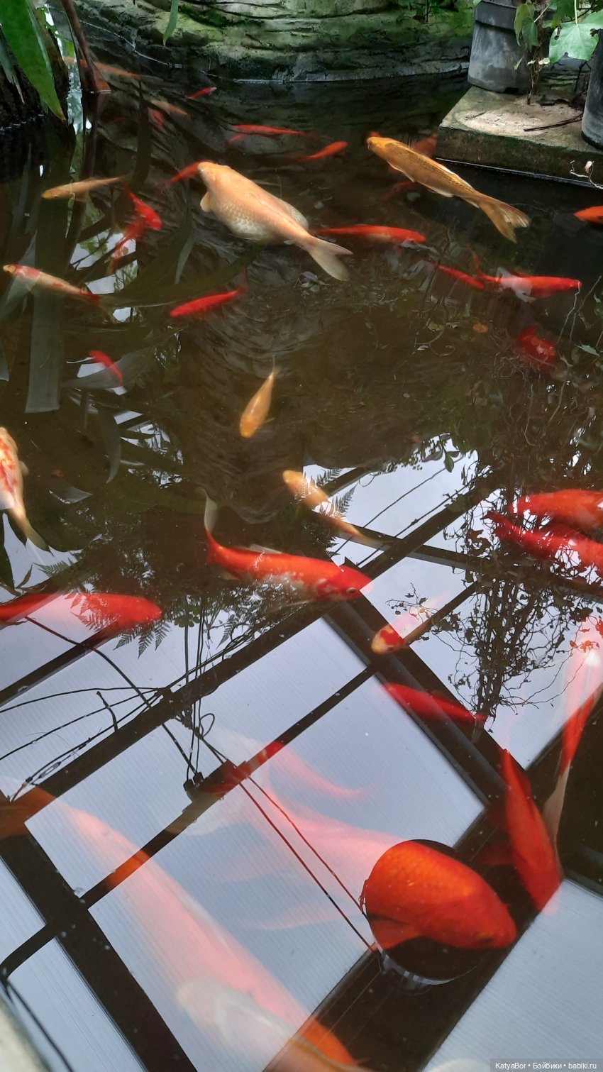 Кати в оранжереях Аптекарского огорода (фото 2)