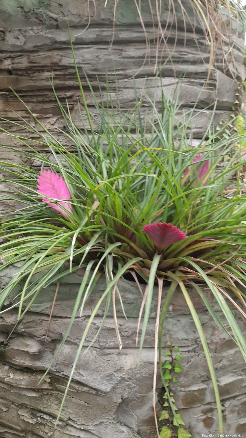 Кати в оранжереях Аптекарского огорода (фото 4)