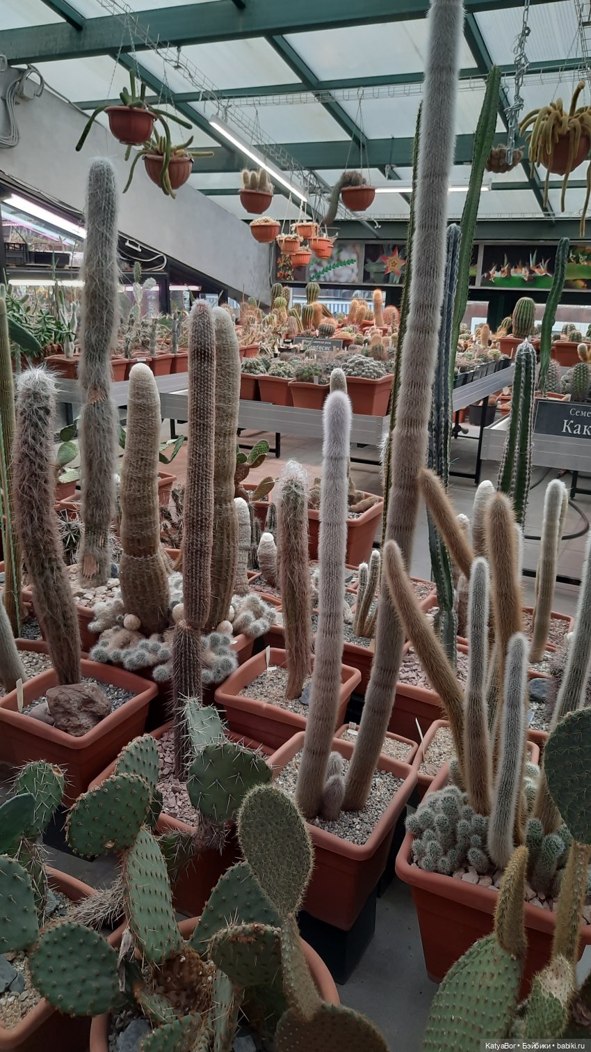 Кати в оранжереях Аптекарского огорода