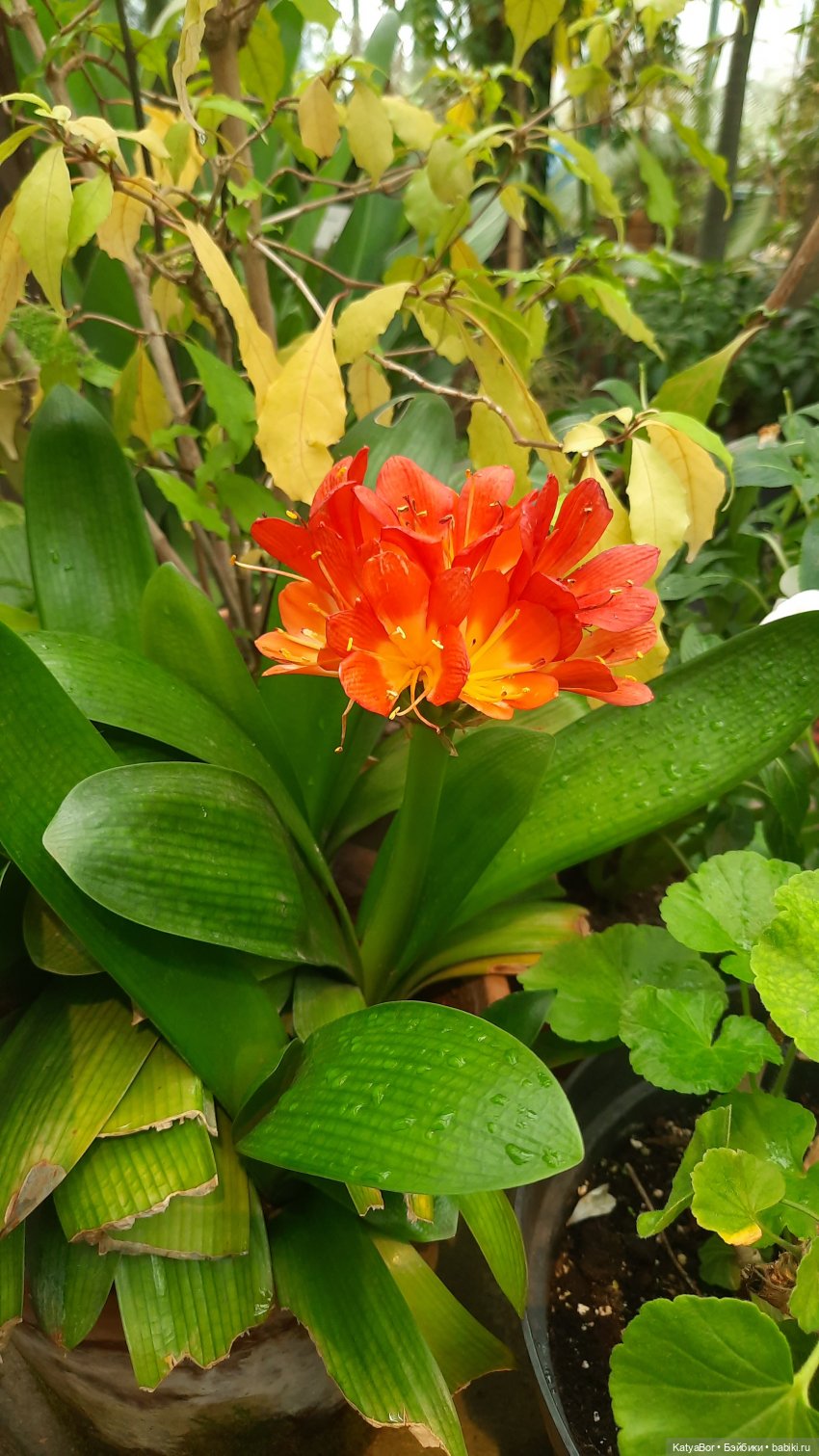 Кати в оранжереях Аптекарского огорода