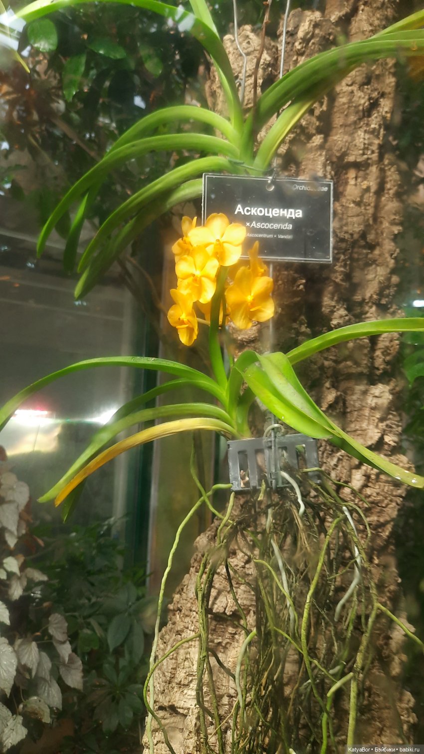 Кати в оранжереях Аптекарского огорода