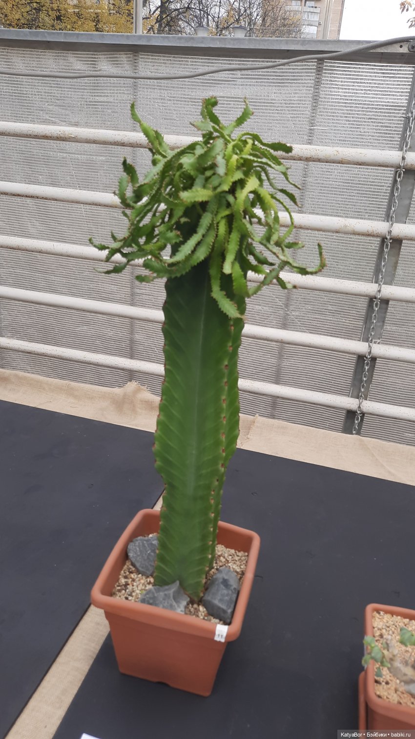 Кати в оранжереях Аптекарского огорода