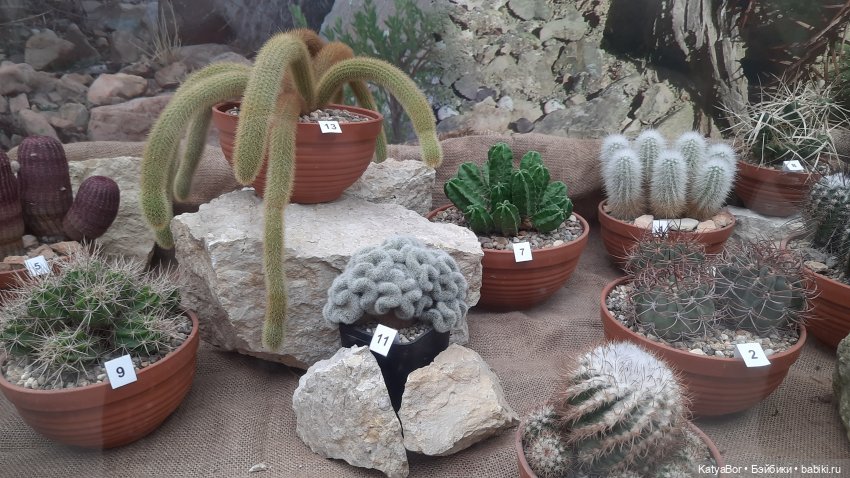 Кати в оранжереях Аптекарского огорода