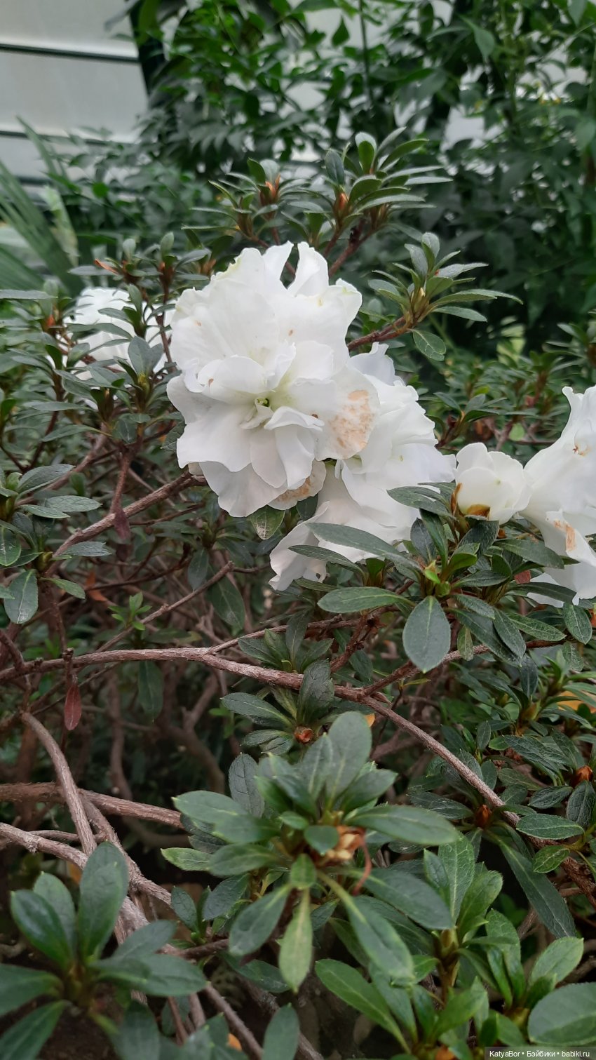 Кати в оранжереях Аптекарского огорода