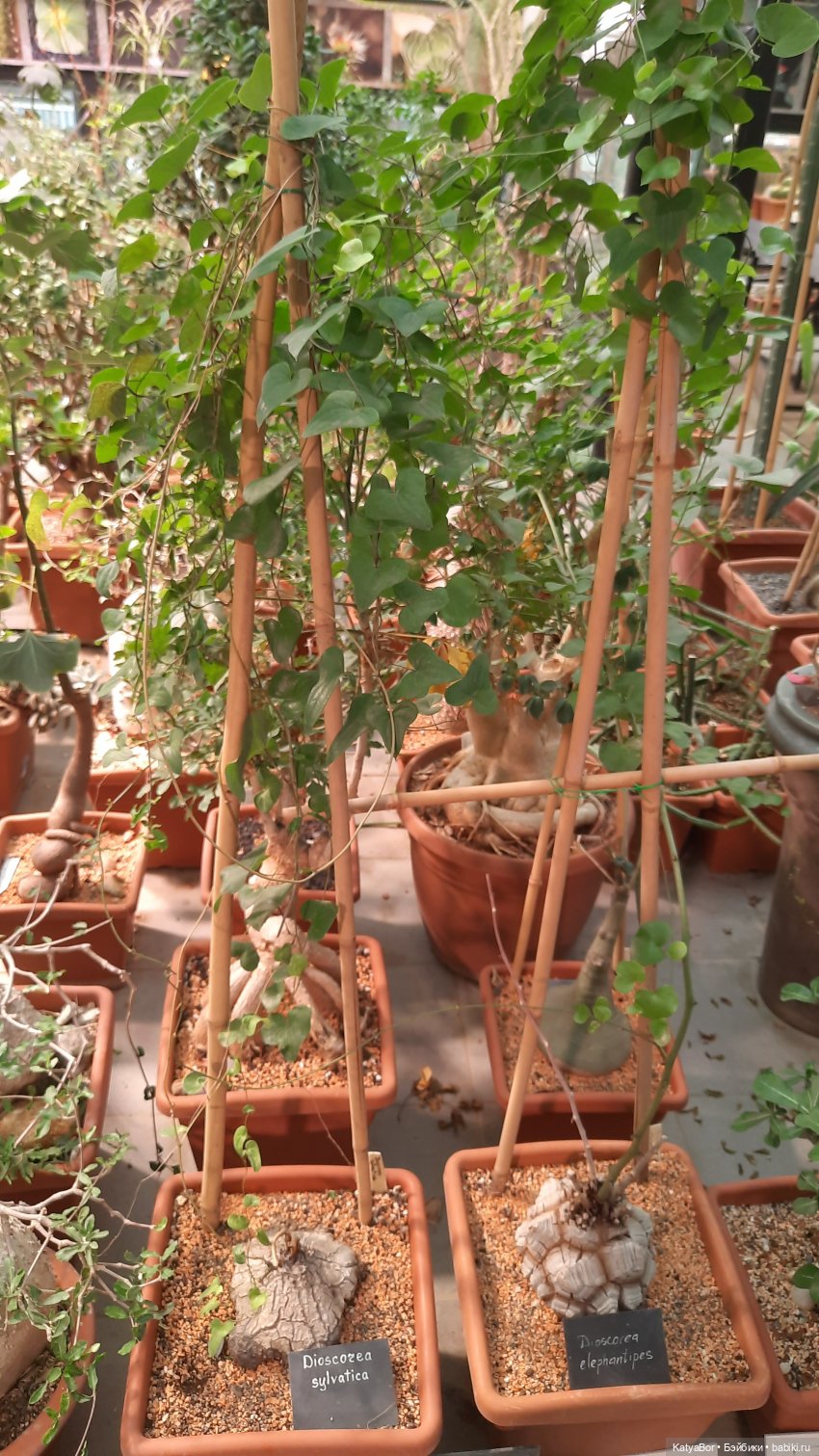 Кати в оранжереях Аптекарского огорода