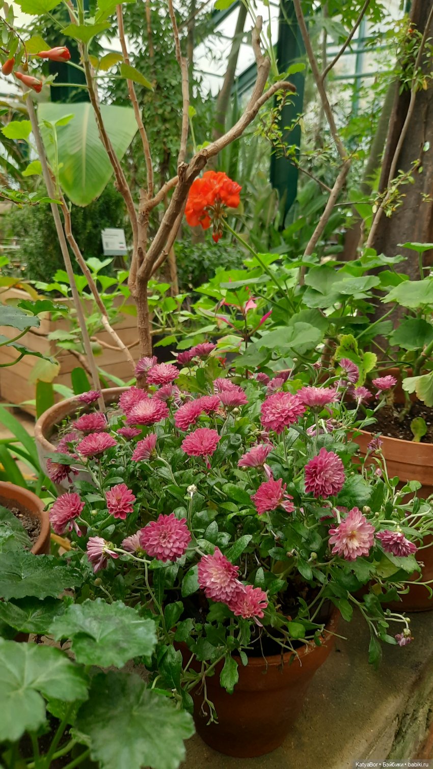 Кати в оранжереях Аптекарского огорода