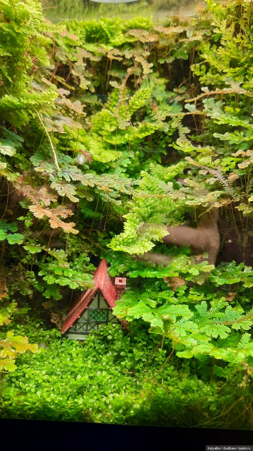 Кати в оранжереях Аптекарского огорода