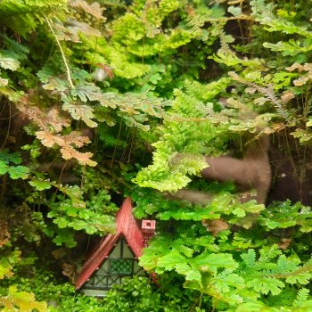 Кати в оранжереях Аптекарского огорода