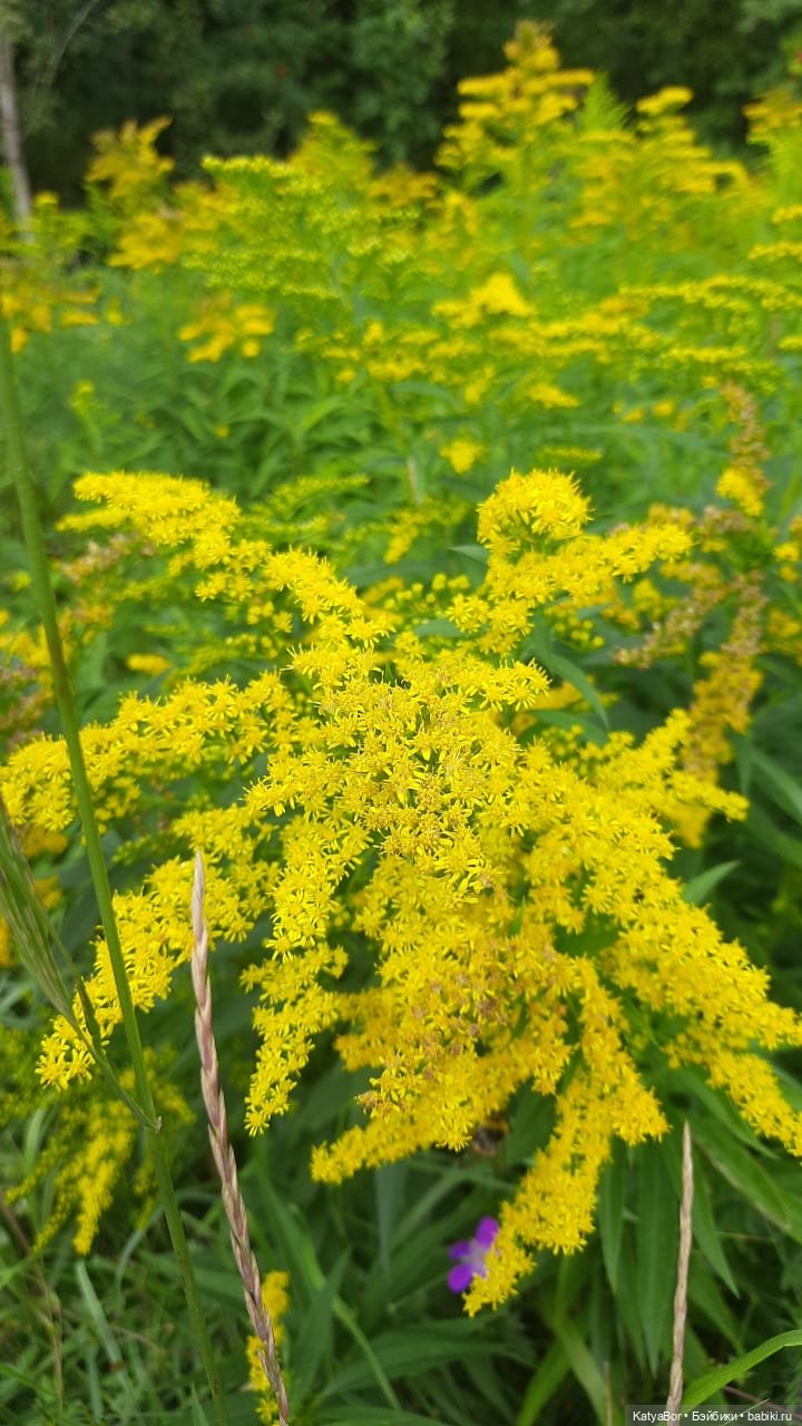 Паровозик спешит на чаепитие