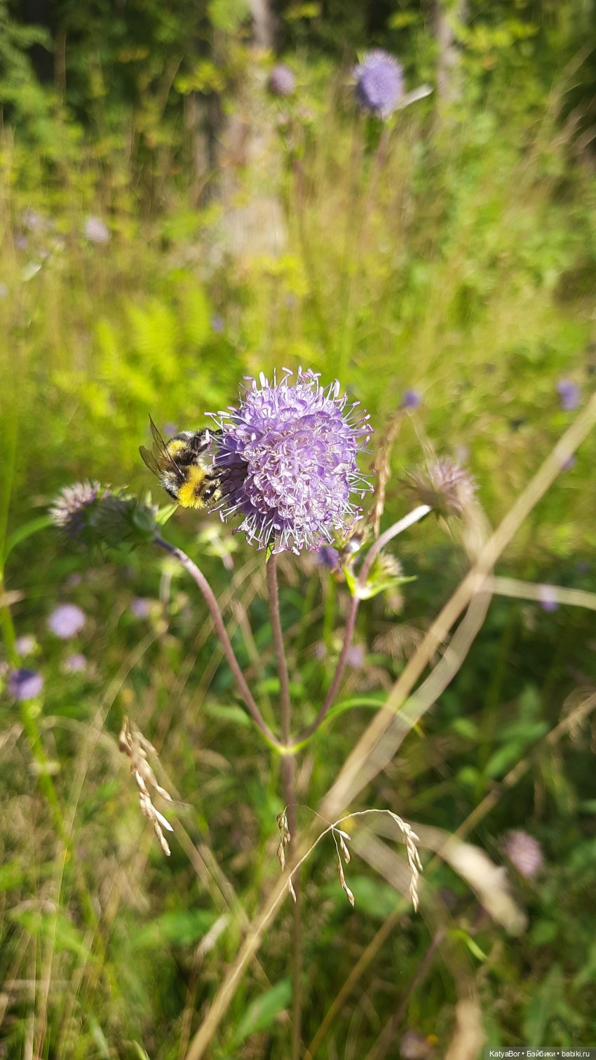 Паровозик спешит на чаепитие (фото 3)