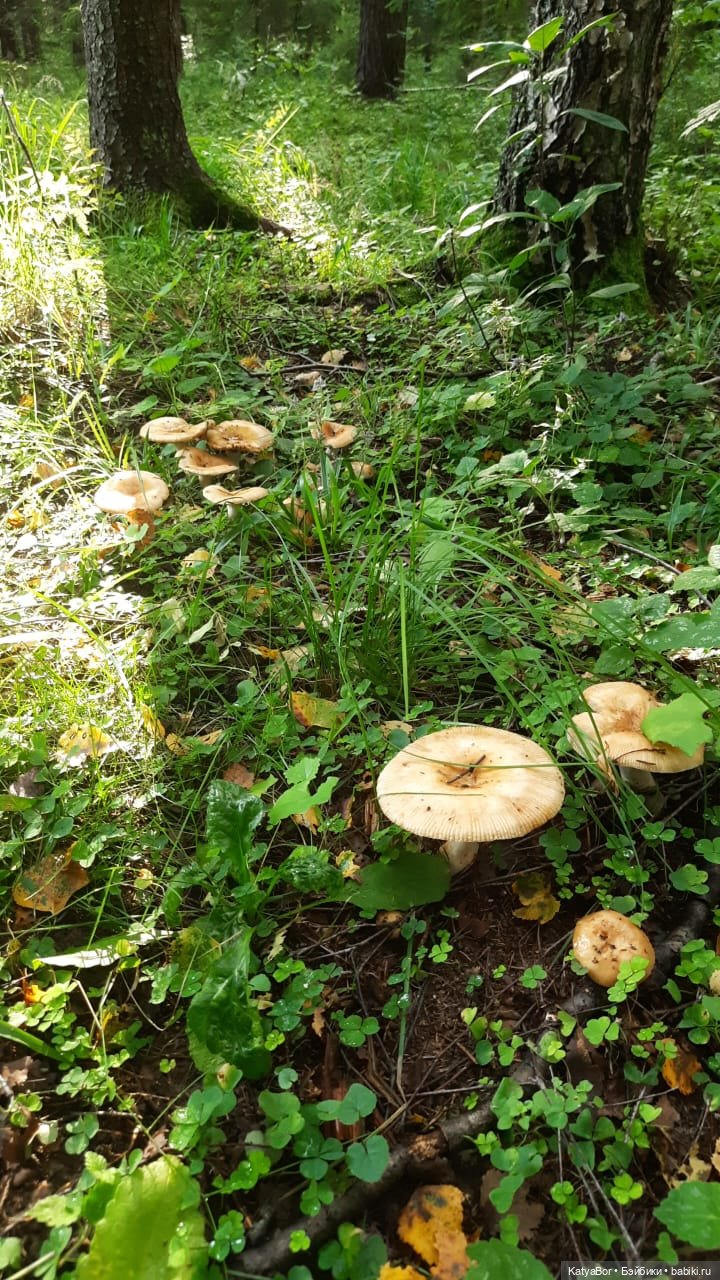 Паровозик спешит на чаепитие (фото 8)