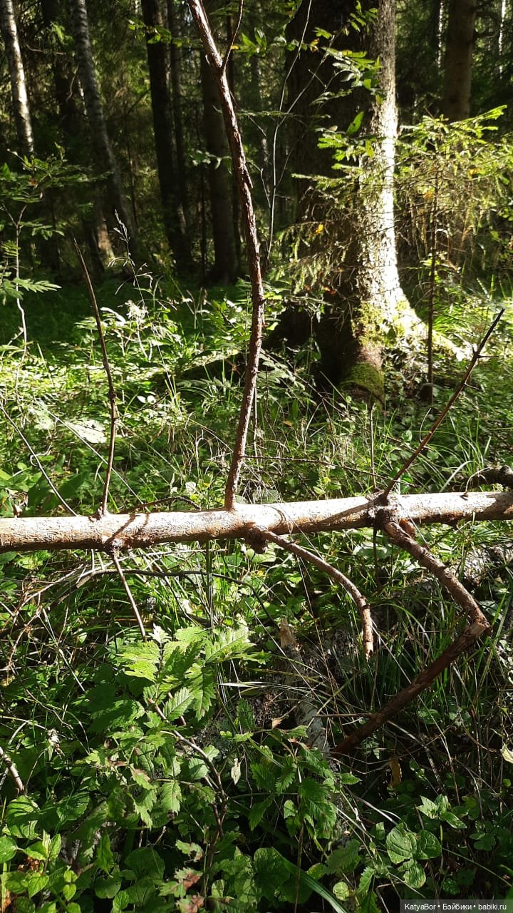 Паровозик спешит на чаепитие