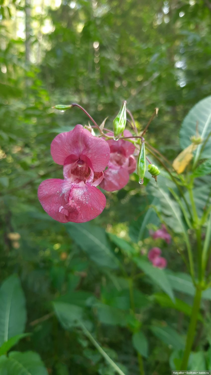 Паровозик спешит на чаепитие