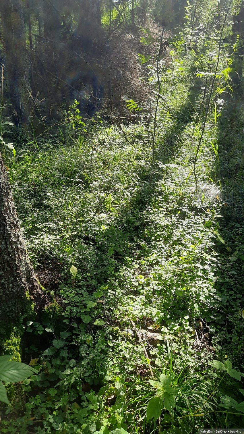 Паровозик спешит на чаепитие